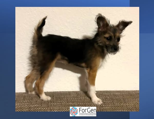 Guck an ein Fips! Oder Hallo Fipsi