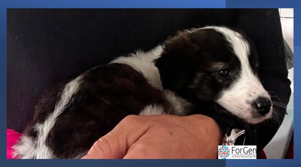 Ein kleiner Hund will nach oben! Hallo Paula