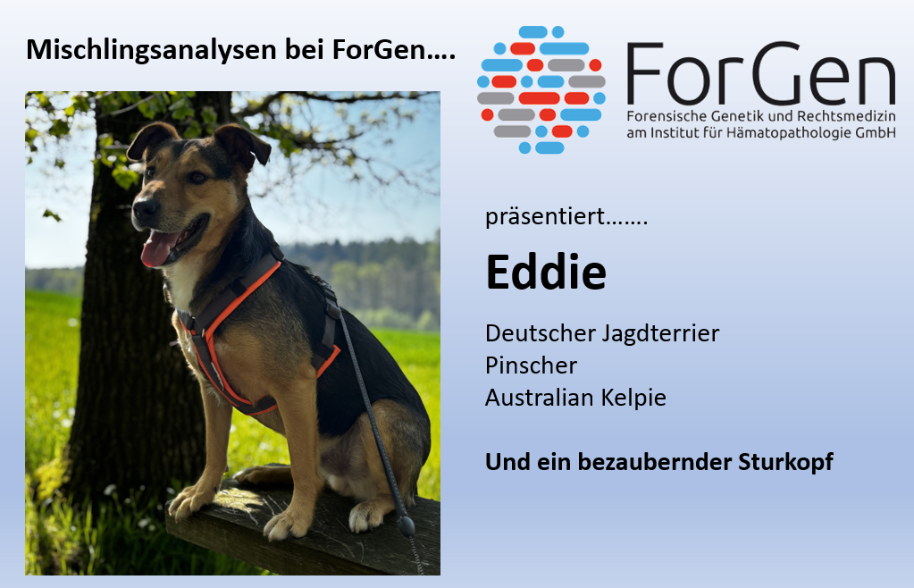 Hier kommt Eddie
