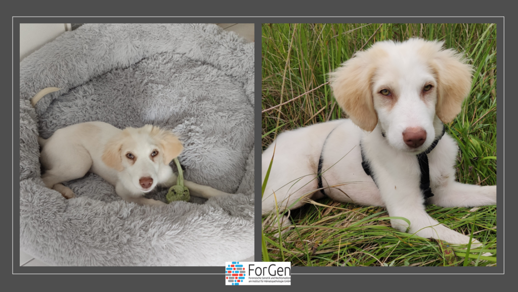 Ein griechischer Hunde-Gott: Hallo Mavelou