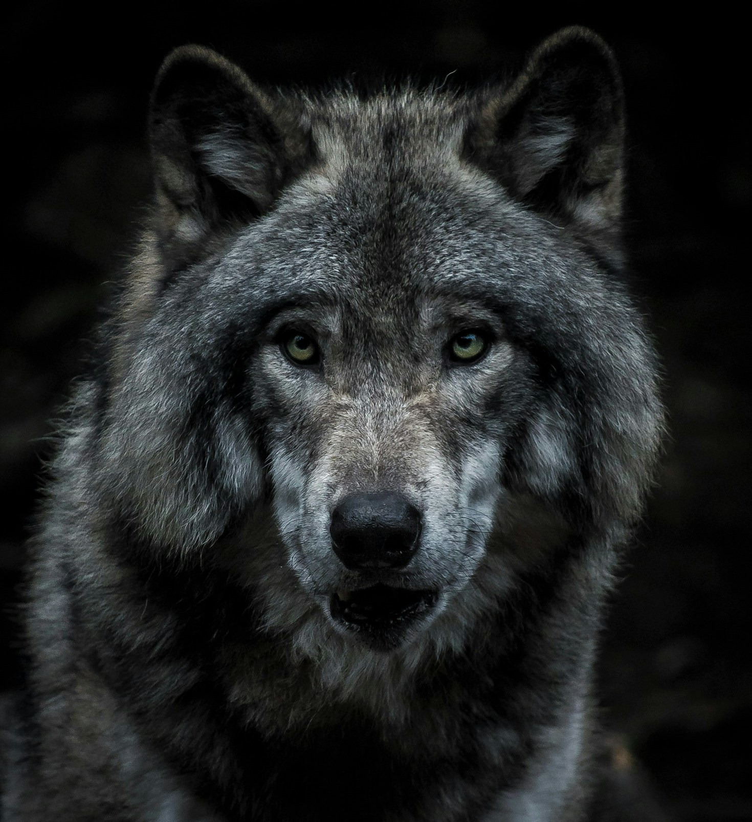 ForGen mal wieder in Sachen Wolf unterwegs!