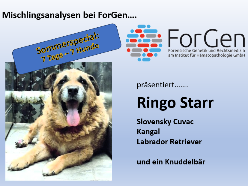 Hund Ringo Starr
