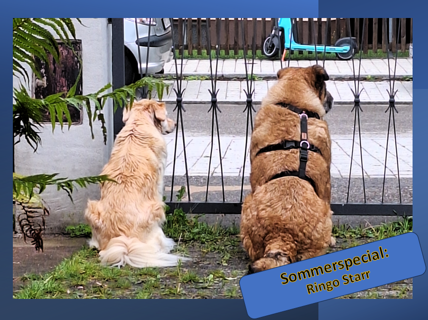 Hund Ringo Starr