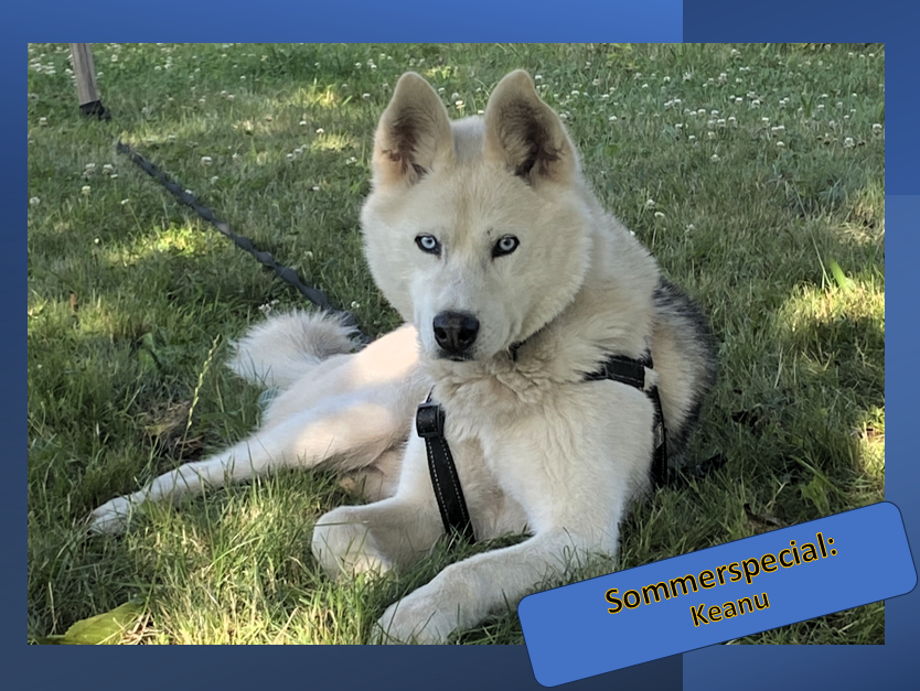 7 Tage – 7 Hunde:Nummer 1: Keanu
