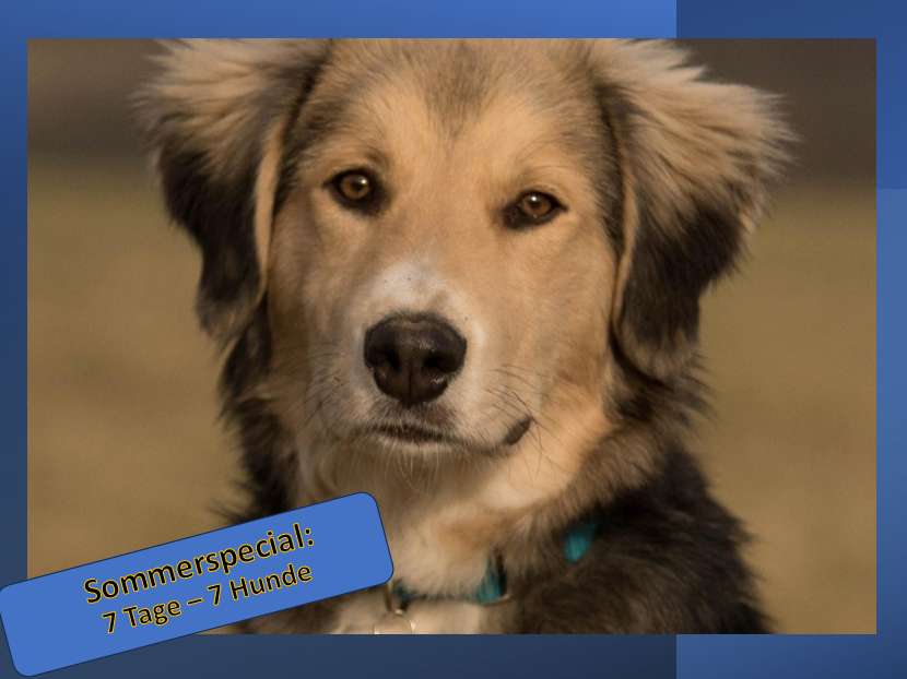 7 Tage – 7 Hunde: