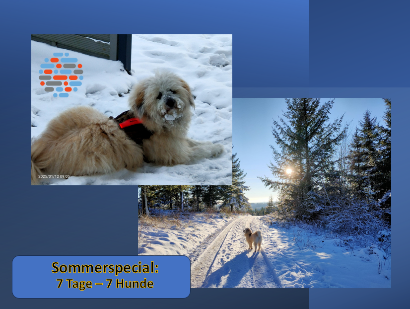 7 Tage – 7 Hunde: