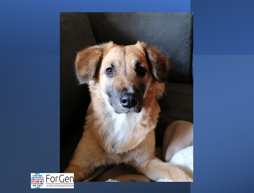 Hund Mira guckt in die Kamera