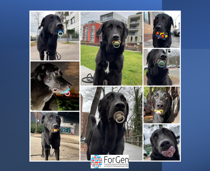 Collage mit schwarzen Hund, der einen Schnuller im Mund hält.