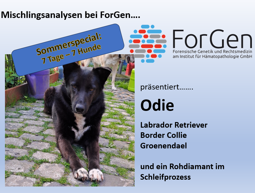 Hund Odie