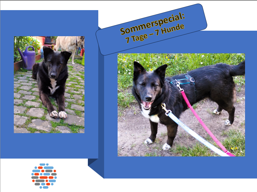 7 Tage – 7 Hunde:Nummer 3: Odie!