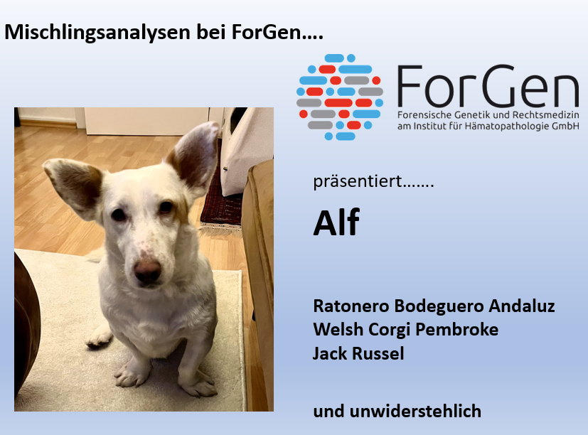Hund Alf