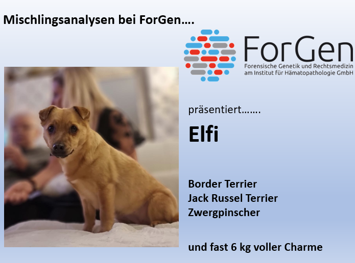 Hund Elfi