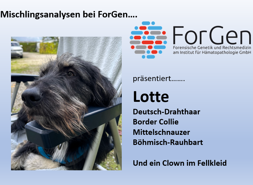 Hund Lotte