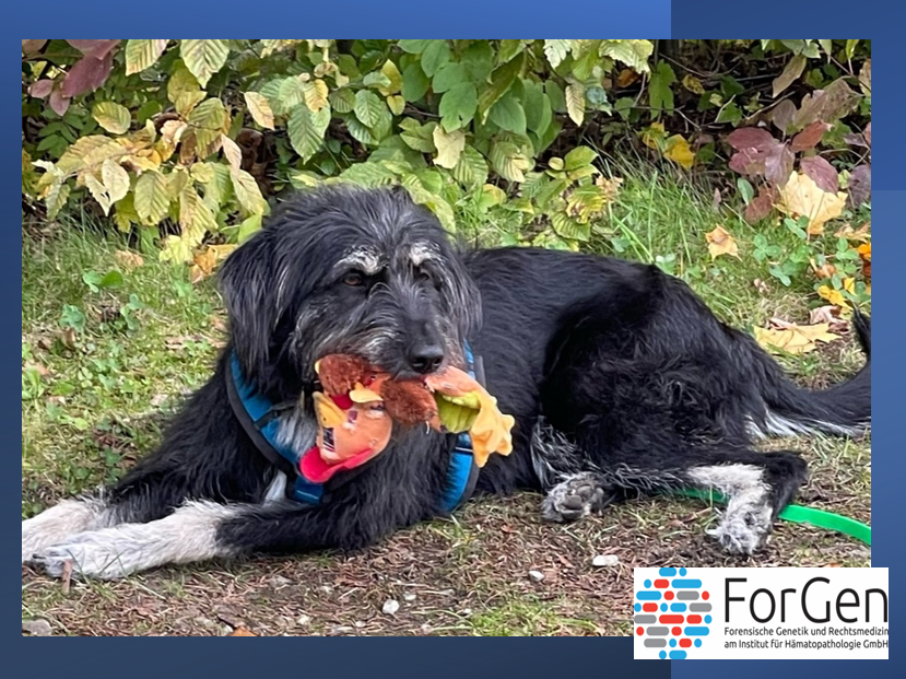 Hallo Lotte, ODER: eine „eigentlich-Geschichte“!