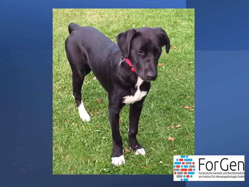 Hier kommt Miro – oder die Wiedergeburt eines Seelenhundes