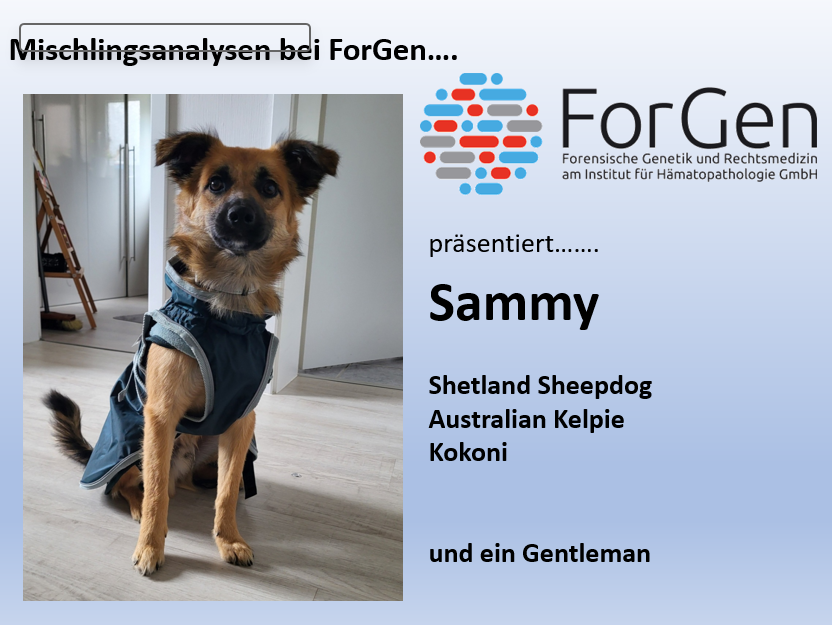 Hund Sammy
