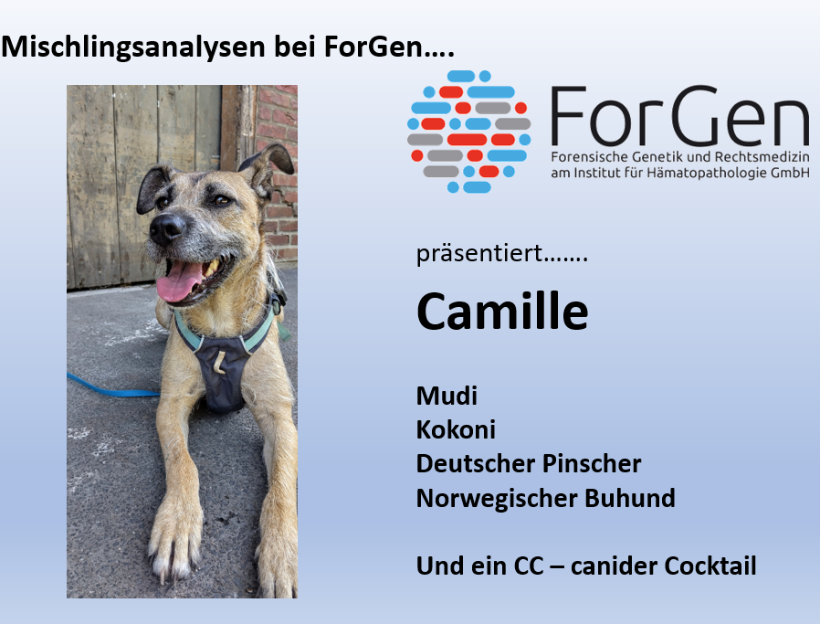 Hund Camille