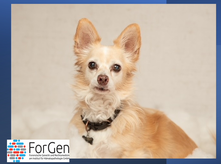 Kleiner Hund ganz groß: Hier kommt Loui!