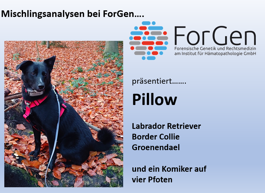 Hund Pillow