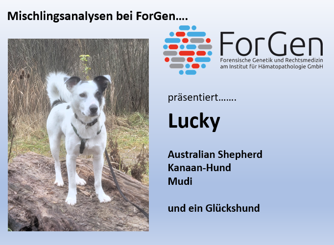 Hund Lucky