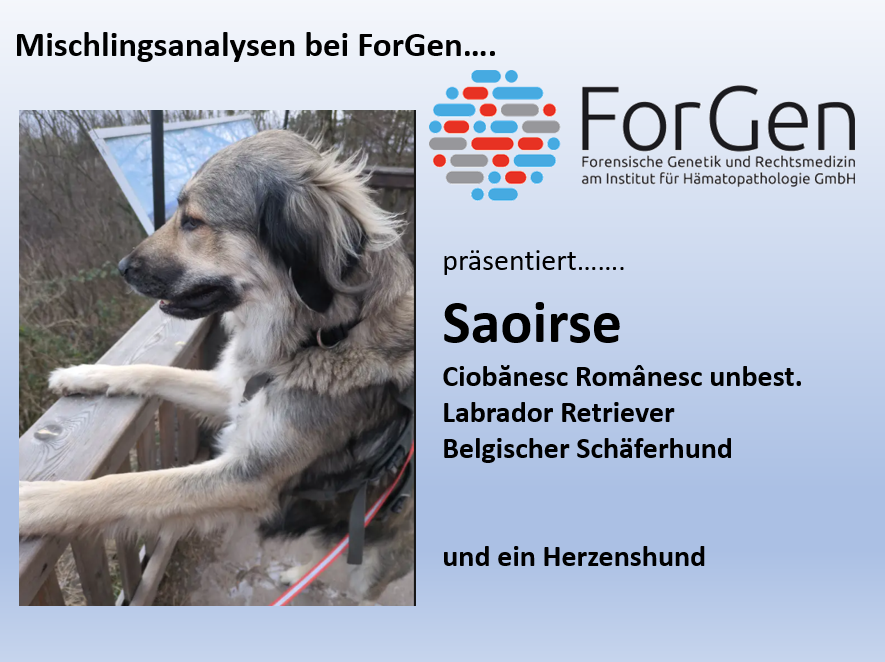 Hund Saoirse