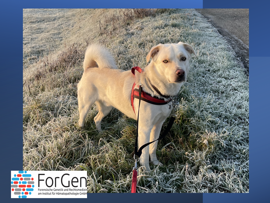 Bello – einfach Bello!