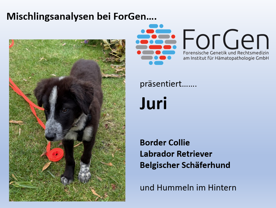 HUnd Juri