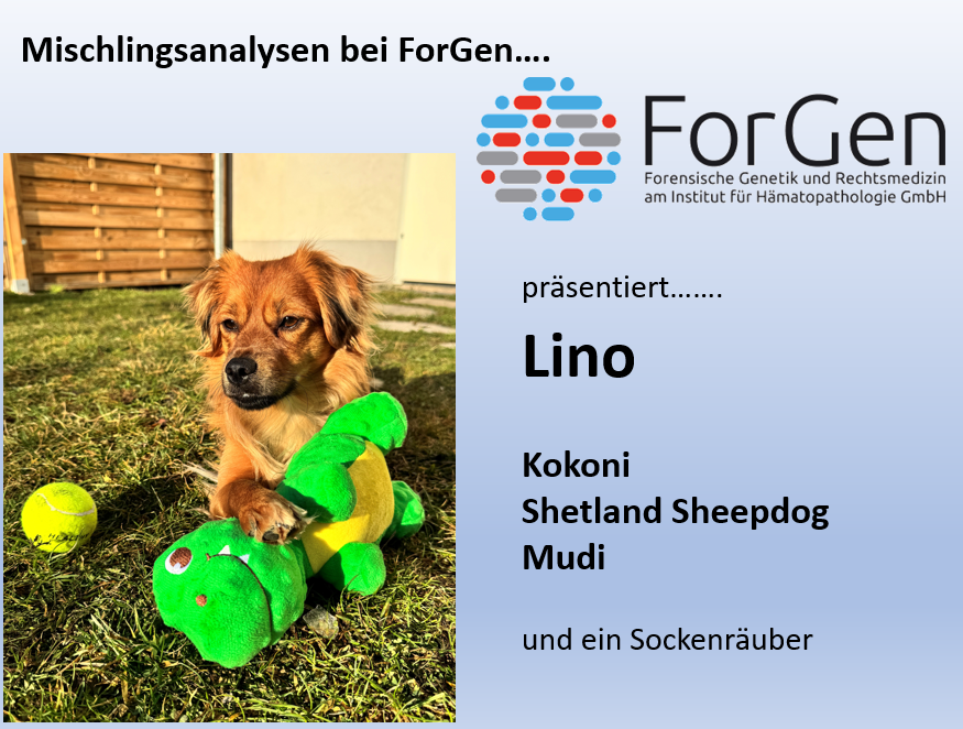 Hund Lino