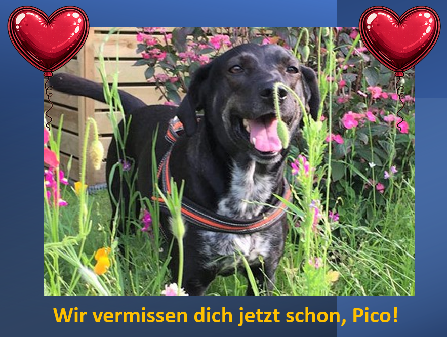 HUnd Pico