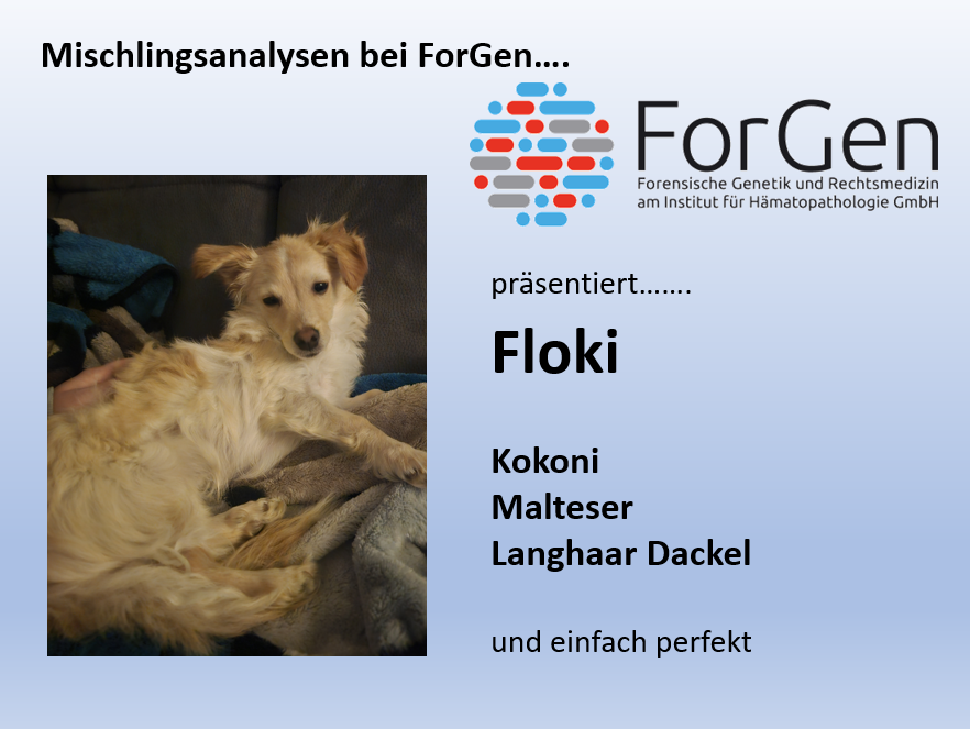 Hund Floki