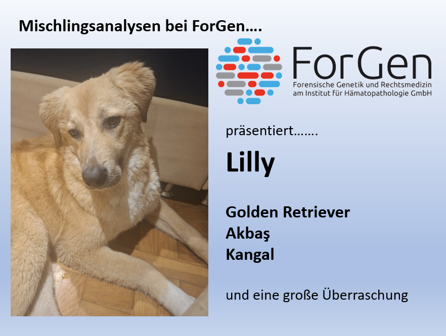 Hund Lilly