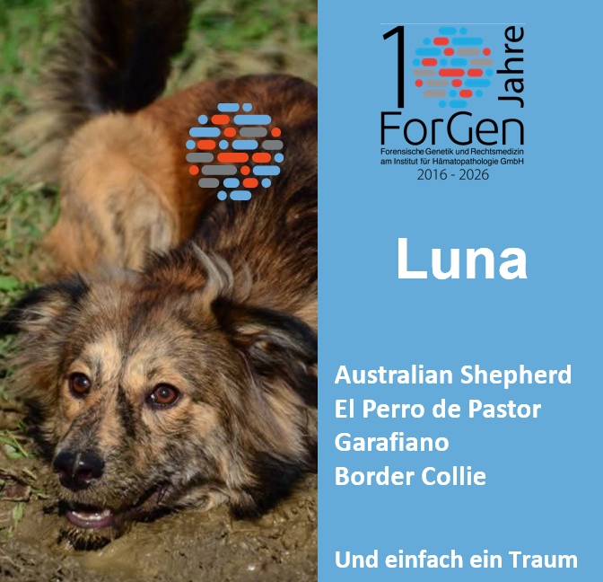 Hund Luna