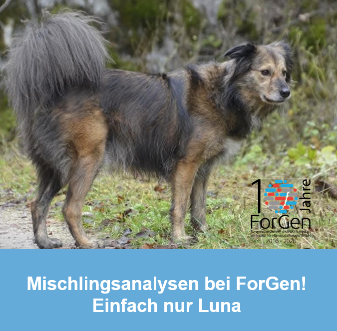 Hund Luna