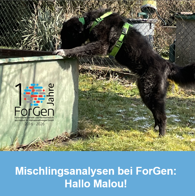 Hund Malou