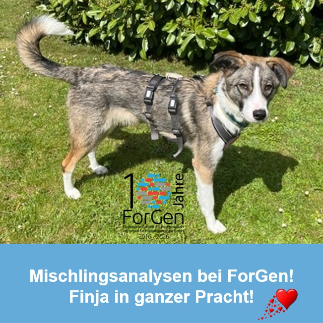 Hund Finja