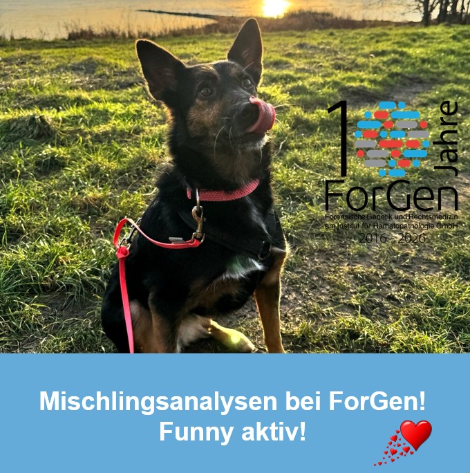 Hund Funny