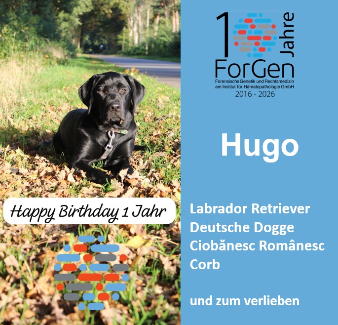 Hund Hugo