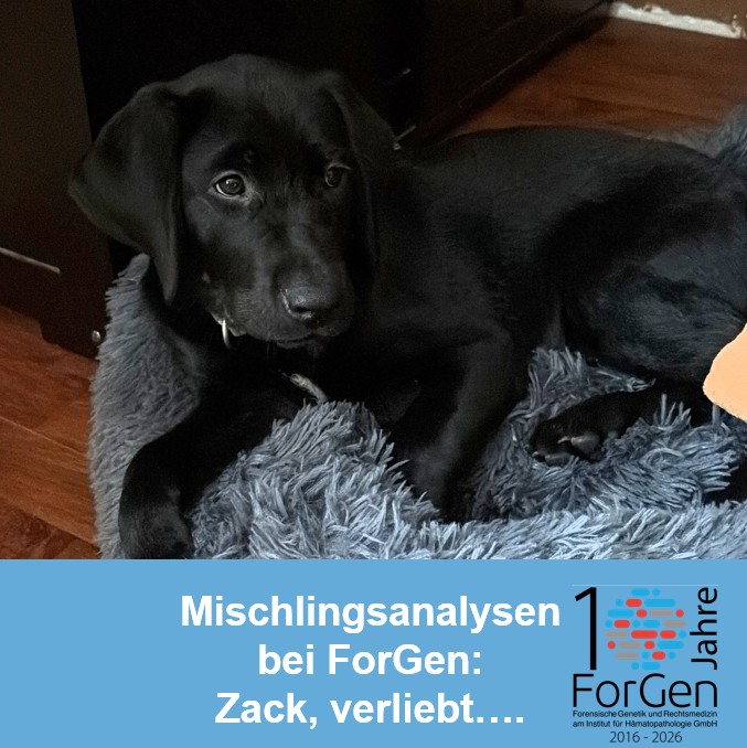 Hier kommt Hugo und ForGen ist mal wieder schwer verliebt….