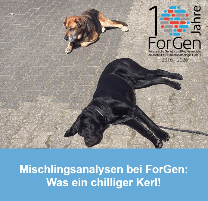 Hund Hugo