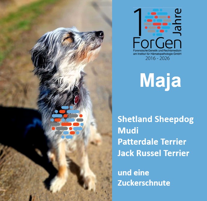Hund Maja