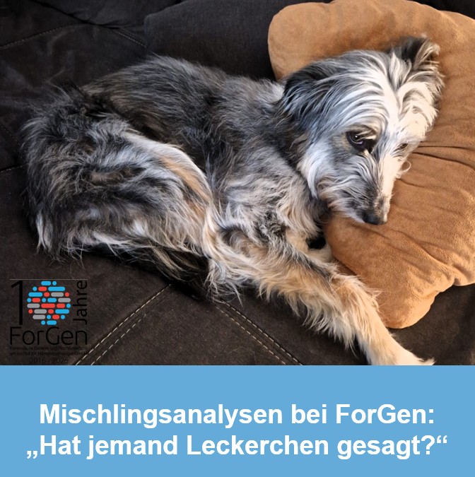 Hund Maja