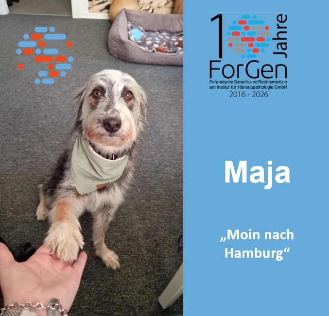Hund Maja