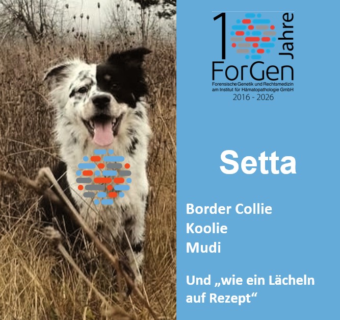 Hund Setta