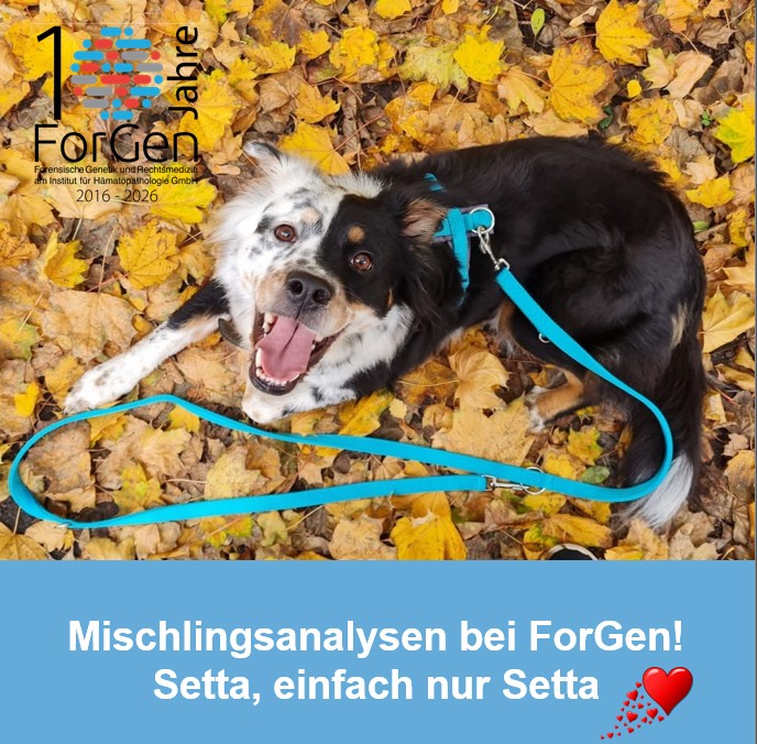 Hund Setta