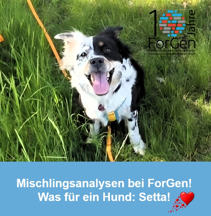 Ein neuer, ganz besonderer ForGen-Hund: Hier kommt Setta!