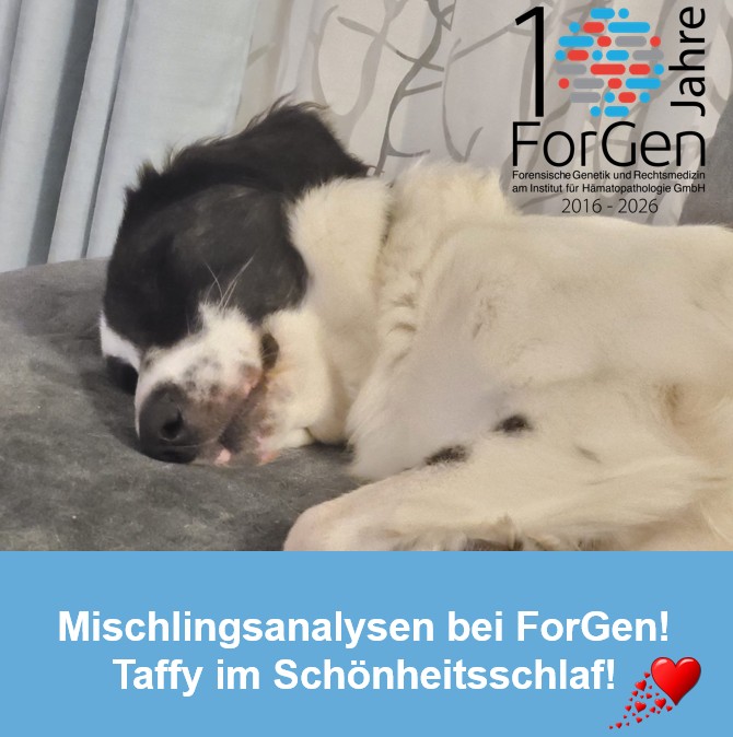 Hund Taffy