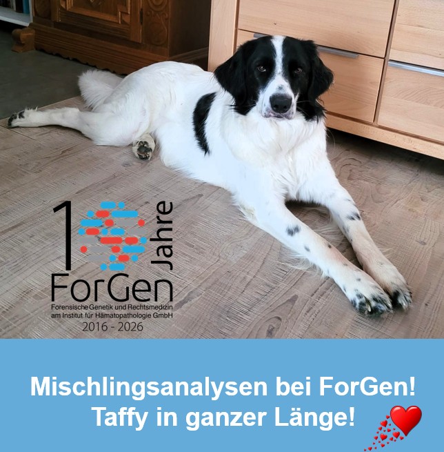 Hund Taffy