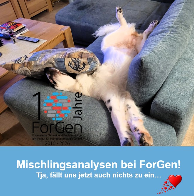 Hund Taffy