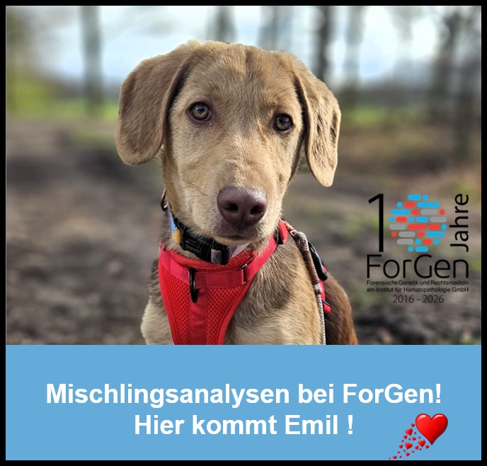 Mischlingsanalysen bei ForGen: Hier kommt Emil, der Sonnenschein