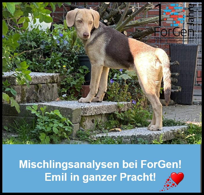 Hund Emil